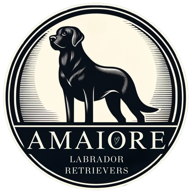Amaiore Labrador Retrievers